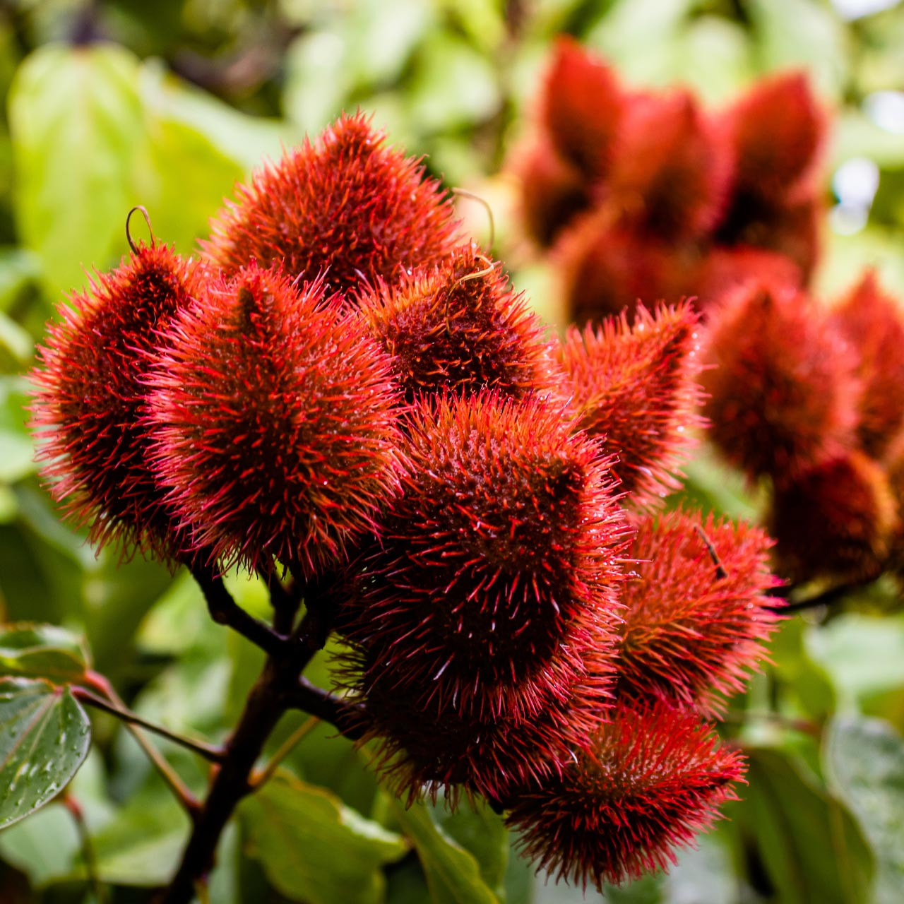 Annatto Seeds