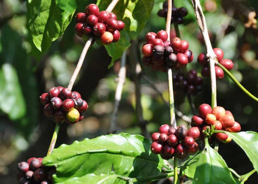 Coffee Robusta