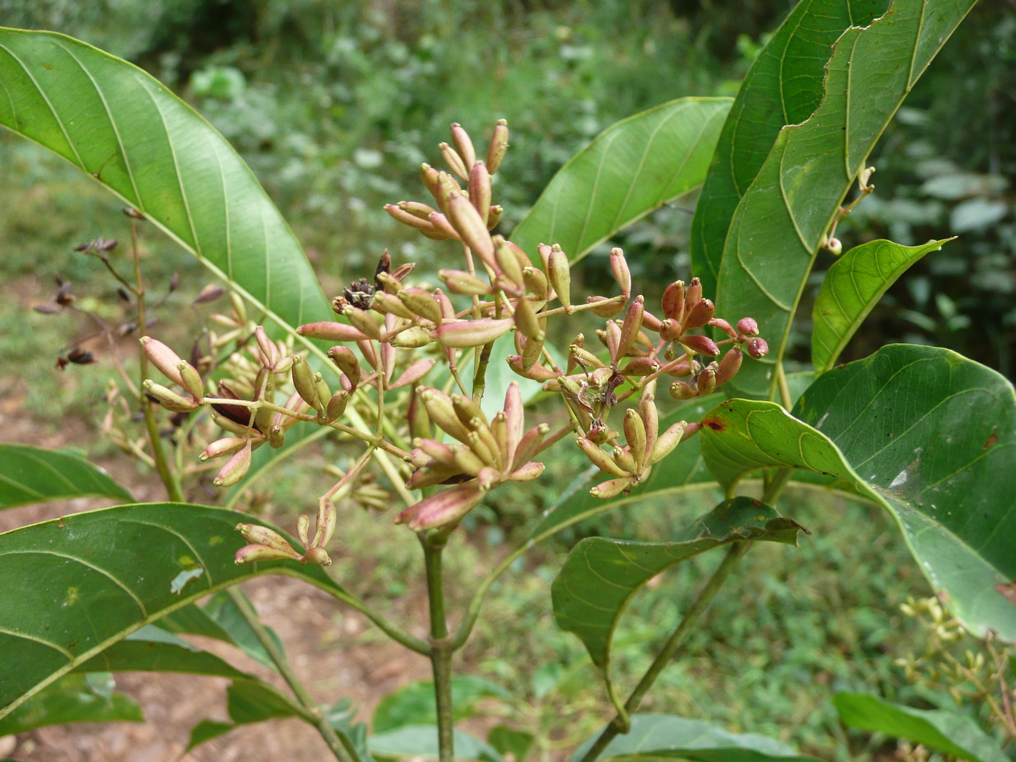 Corynanthe Pachyceras