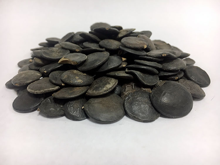 Griffonia Simplicifolia Seeds