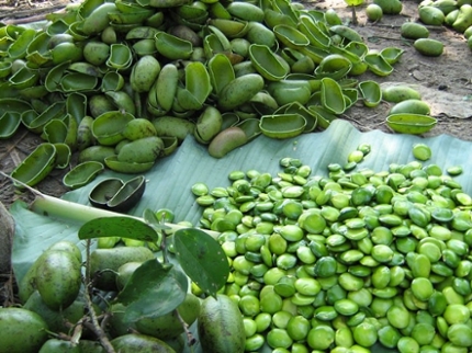 Griffonia Simplicifolia Seeds