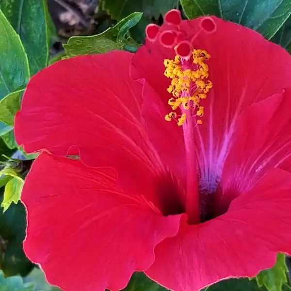 Hibiscus Sabdariffa Flowers