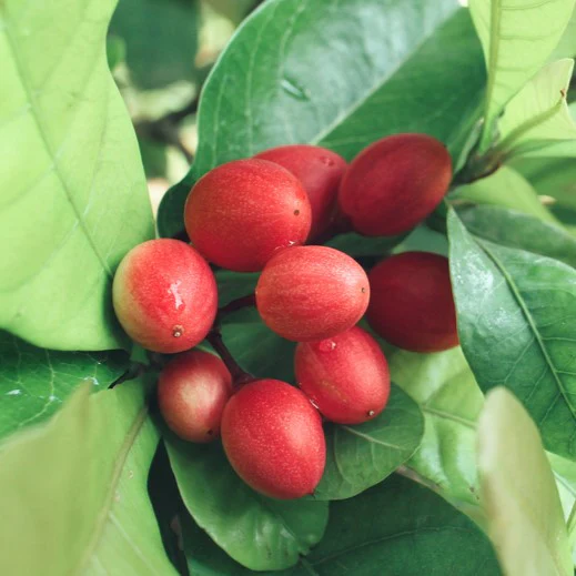 Miracle Berry