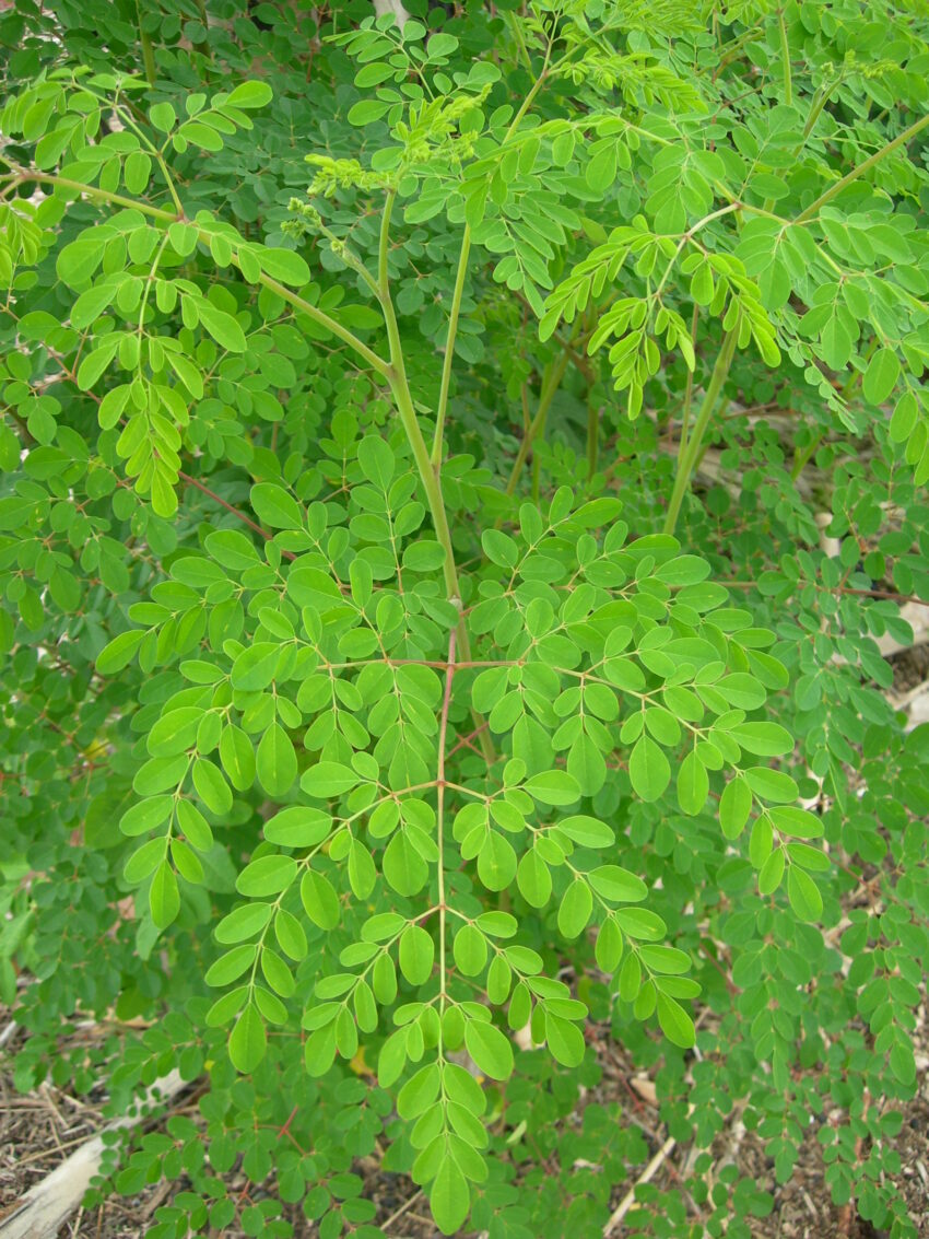 Moringa Oleifera Leaves