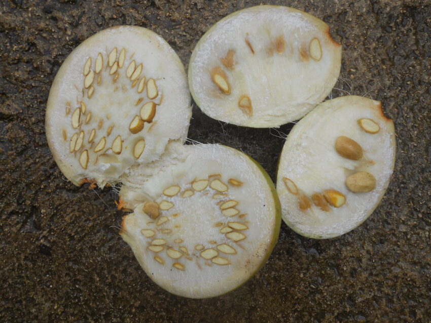 Picralima Nitida