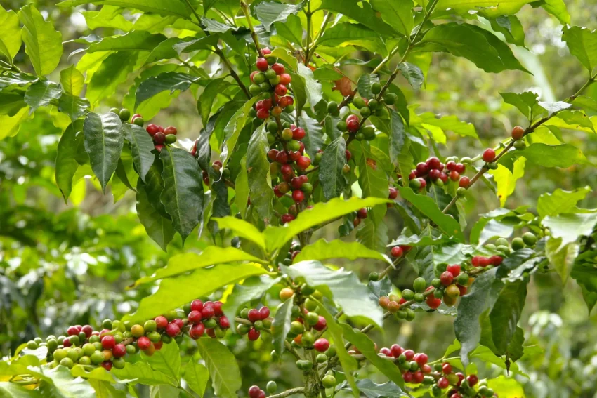 Coffee Robusta