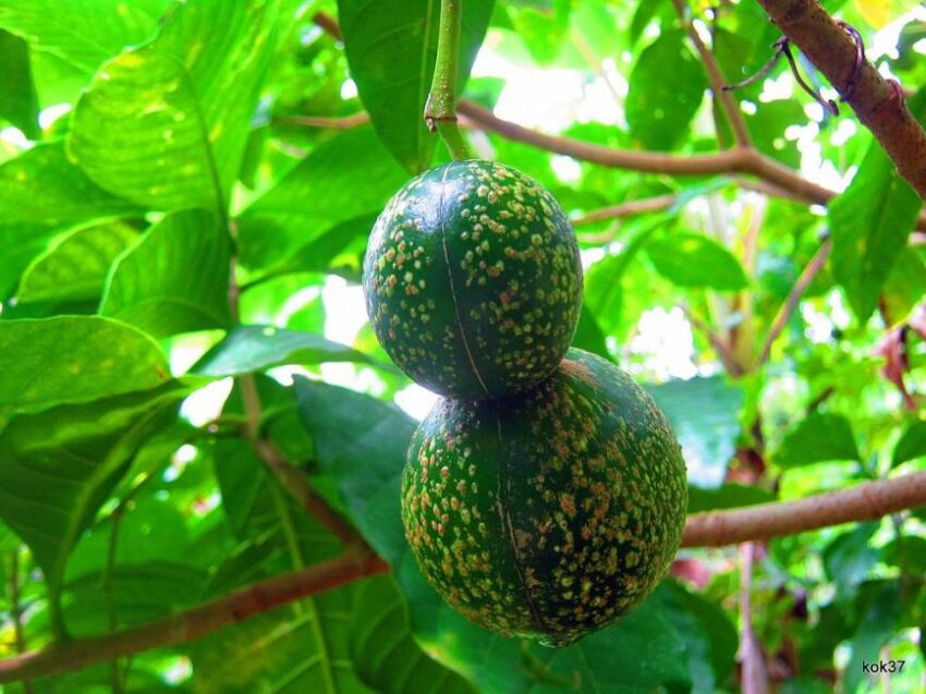 Voacanga Africana Seed